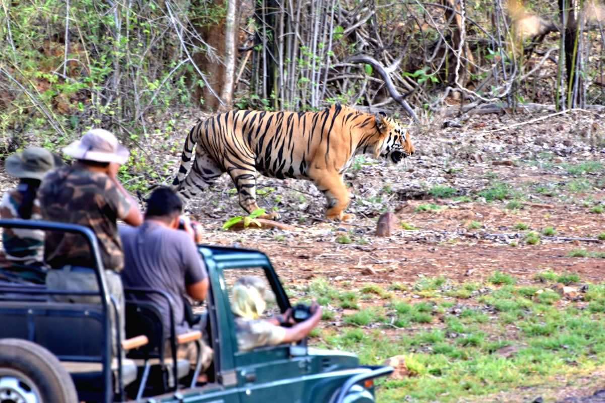 Tadoba-Andhari Tiger Reserve - Wildlife Safari